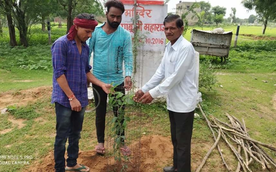 HIRNODA TREE PLANTATION (7)